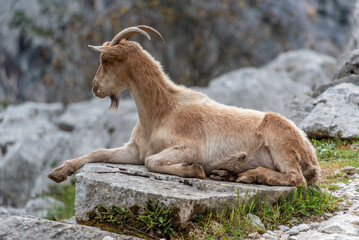 Mountain goats resting at the Cares gorge hiking trail in the Picos de Europa mountains in Asturias, Spain