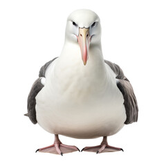 Fototapeta premium Majestic Albatross Staring Boldly with Full Body Display.