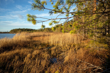 Fototapeta premium Kalimeenlampi lake shore autumn scenery, Oulu Finland