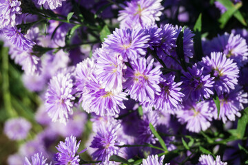 Obraz premium Purple Margaret flower in the garden