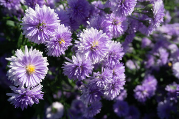 Purple Margaret flower in the garden