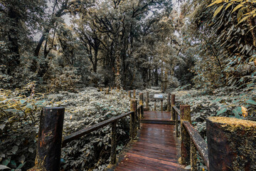 The natural background on the top of a high mountain, the cold air and fog covering the various trees, the richness of the rainforest, always makes travelers stop by to study the route.