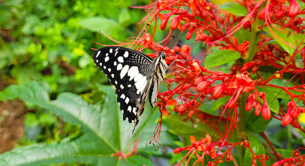 Butterfly and flowers