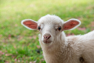 A young lamb Grazing on Green Grass in the park of Fundacao Serralves museum in Porto