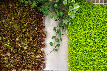 Closeup of young salad in the Bolhao market hall in Porto