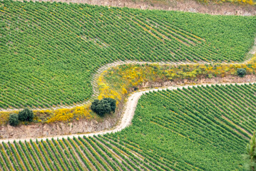 Aerial view of grapevine agriculture terraces near Villa Nova de Foz Coa
