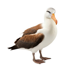 Fototapeta premium Beautiful Albatross Standing Proudly with Brown and White Feathers.