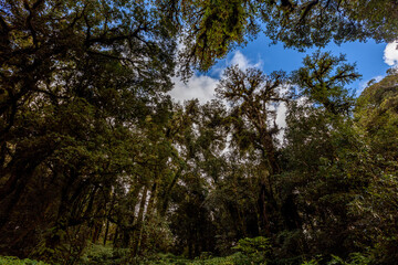 Obraz premium The natural background on the top of a high mountain, the cold air and fog covering the various trees, the richness of the rainforest, always makes travelers stop by to study the route.