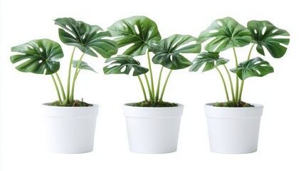 Elegant Monstera Plants in White Pots