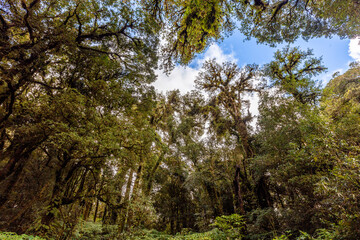 The natural background on the top of a high mountain, the cold air and fog covering the various trees, the richness of the rainforest, always makes travelers stop by to study the route.