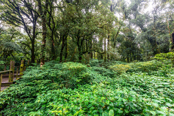 The natural background on the top of a high mountain, the cold air and fog covering the various trees, the richness of the rainforest, always makes travelers stop by to study the route.