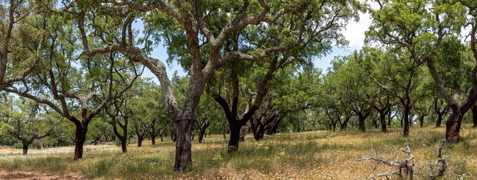 Plantation of corc trees near Evora, the iconic Portuguese plantation tree