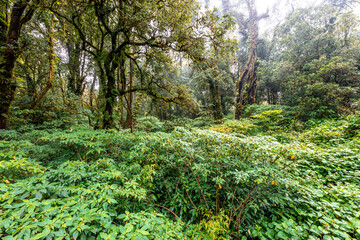 Fototapeta premium The natural background on the top of a high mountain, the cold air and fog covering the various trees, the richness of the rainforest, always makes travelers stop by to study the route.