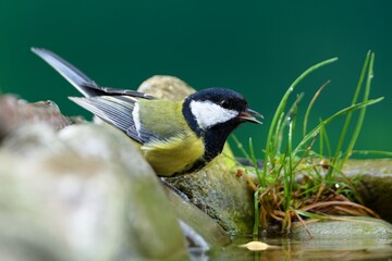 Naklejka premium Great tit among the stones drinks water from the bird's water hole. Czechia.