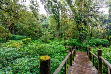 Fototapeta premium The natural background on the top of a high mountain, the cold air and fog covering the various trees, the richness of the rainforest, always makes travelers stop by to study the route.