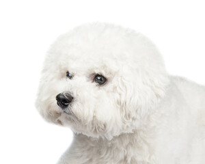 Bichon Frise puppy. Dog isolated on a white background. White dog.