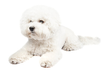 Bichon Frise puppy. Dog isolated on a white background. White dog.