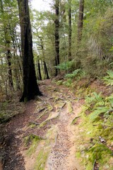 Forest Path with Tree Trunk Covered in Black Fungus: Natural Woodland Scene