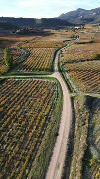 Aerial view of vineyards in autumn in the La Rioja appellation region of Spain.