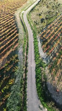 Aerial view of vineyards in autumn in the La Rioja appellation region of Spain.