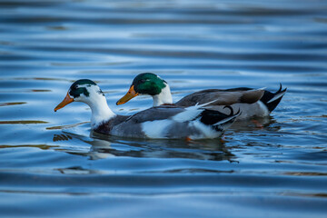 Two mallard ducks swimming in a pond