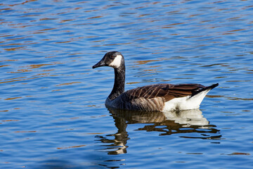 Wild Canada Goose (Branta canadensis) on the lake