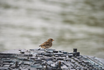 Sparrow on the Bench in a town summer sunny day. Photo of city bird with copyspace