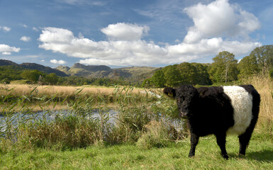 Belted Galloway cows by River Brathay near Elterwater in the English Lake District