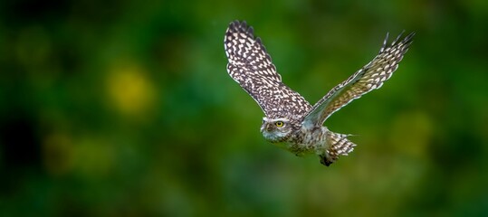 Spotted owl in flight over lush greenery.
