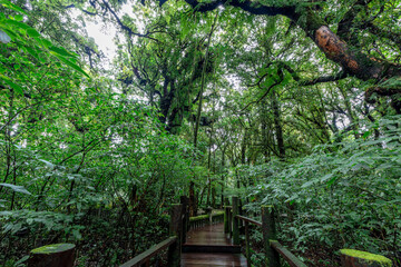 The natural background on the top of a high mountain, the cold air and fog covering the various trees, the richness of the rainforest, always makes travelers stop by to study the route.