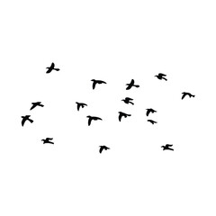 Many Birds Flying in the sky, birds silhouette.