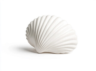 Elegant white seashell with subtle shadows against plain background