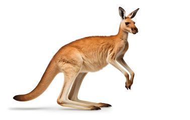 Fototapeta premium A cute brown kangaroo standing on a white background