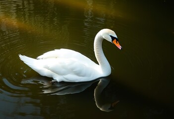 Fototapeta premium A white swan swimming in a pond with a green and brown background
