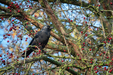 Autumn portrait of an adult western jackdaw (Coloeus monedula) sitting on a hawthorn branch with berries