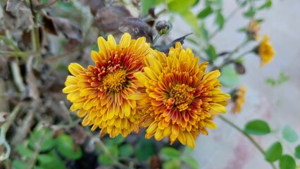 Vibrant yellow and orange chrysanthemums in a garden