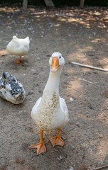 Goose behind a fence on a farm