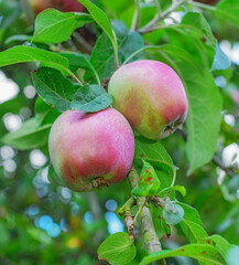 Nature, farming and apples on tree in orchard for growth, harvest and organic produce outdoors. Agriculture, natural background and fruit for sustainability, ecology and healthy food in countryside