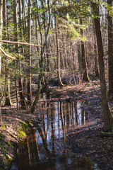 Obraz premium Small stream in the middle of the forest during winter season