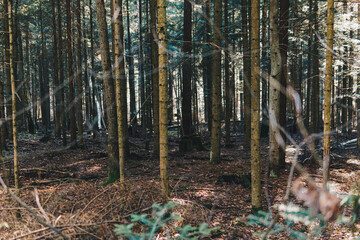 Landscape of a coniferous forest during snowless winter © michal812