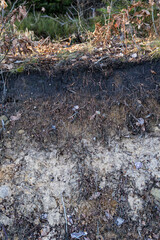 podzolic soil layer formed under coniferous forest