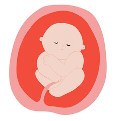 Fetal development process, Stages of pregnancy. human embryo growth cycle, nine months stages, fetus in womb, gynecology, human reproduction