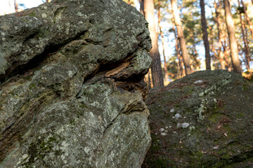 Sandstone rocks covered with green moss in coniferous forest