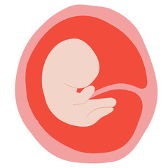 Fetal development process, Stages of pregnancy. human embryo growth cycle, nine months stages, fetus in womb, gynecology, human reproduction