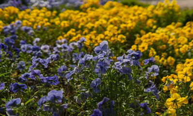 Obraz premium Close up of garden flower known as garden pansy