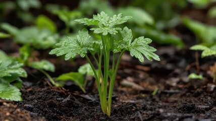 Obraz premium Wild seedling plant emerging from the forest floor, surrounded by lush greenery and dappled sunlight.