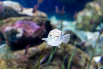 かわいらしい小さなフグ