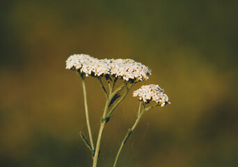 Achillea collina growing in the field