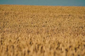 wheat growing in the field just before the harvest period in summer