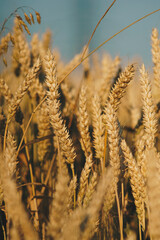 Fototapeta premium wheat growing in the field just before the harvest period in summer